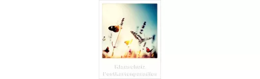 Polacard | Schmetterlinge