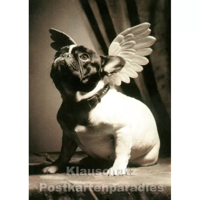 Foto Postkarte s/w | Hund mit Flügeln