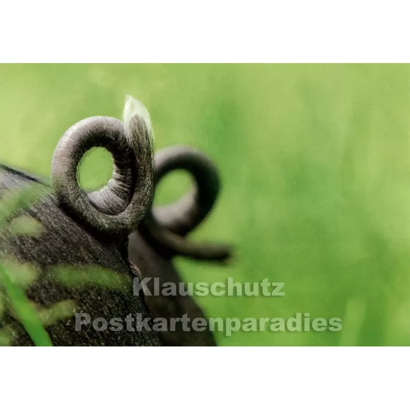 Schwein Ringelschwanz | Tier Postkarte