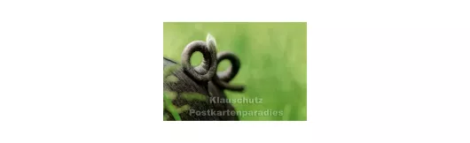 Schwein Ringelschwanz | Tier Postkarte