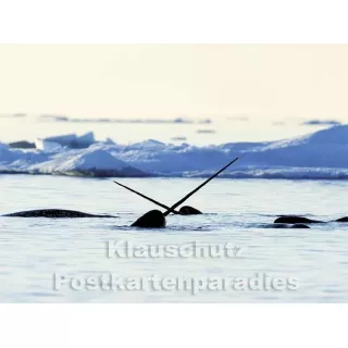 Postkartenbuch | Wale