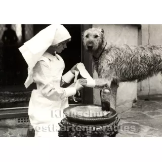 Foto Postkarte - Krankenschwester verarztet Hund