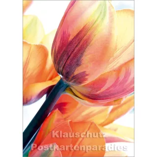 Blumen Postkarten Frühling Sparset - Motiv: Tulpen orange