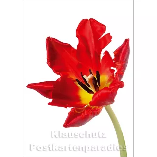 Blumen Postkarten Frühling Sparset - Motiv: Tulpe rot