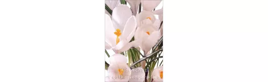 Blumen Postkarten Frühling Sparset - Motiv: Krokusse