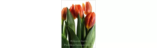 Blumen Postkarten Frühling Sparset - Motiv: Tulpenstrauß