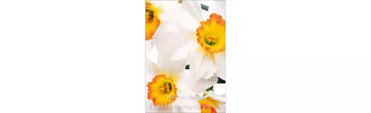 Blumen Postkarten Frühling Sparset - Motiv: Narzissen