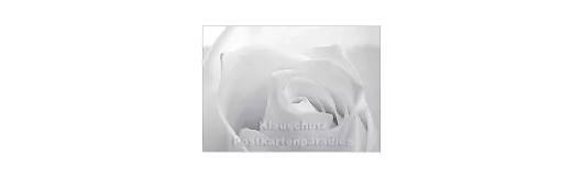 Blumen Postkarten Sparset - Motiv: Rose, weiß