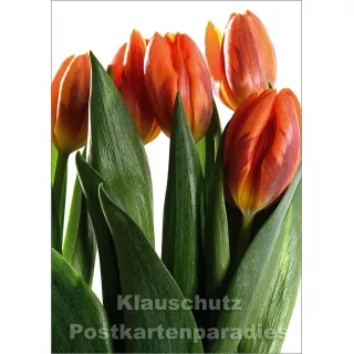 Blumen Postkarten Sparset - Motiv: Tulpen
