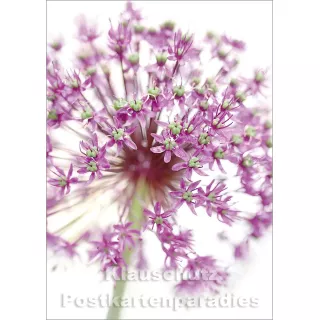 Blumen Postkarten Sparset - Motiv: Allium