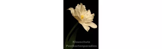 Blumen Postkarten Sparset - Motiv: Tulpe dunkel