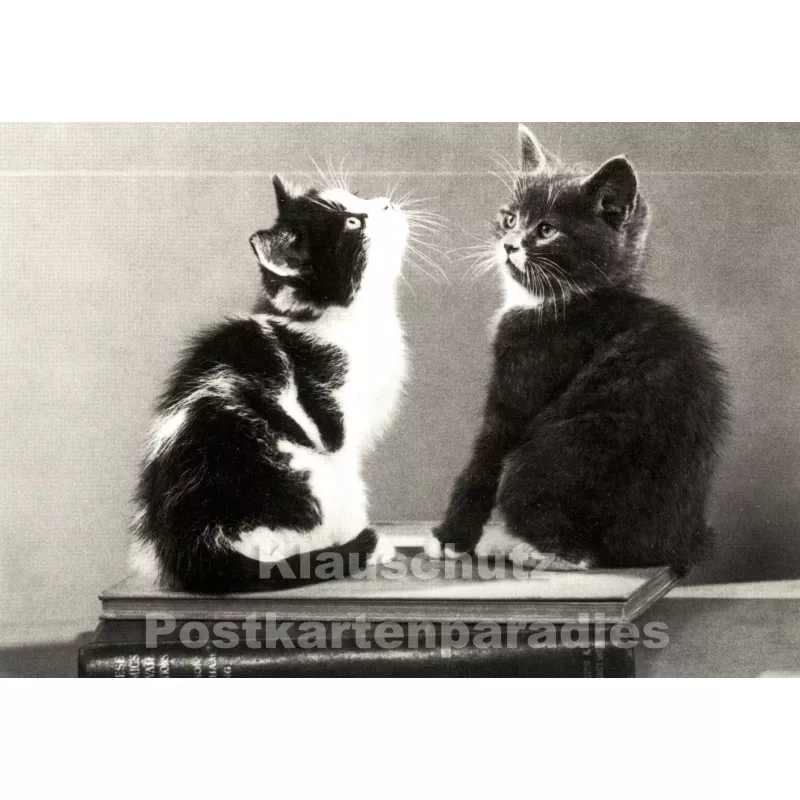 Neugierige Katzen - Foto Postkarte