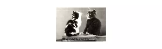 Foto Postkarte s/w | Neugierige Katzen