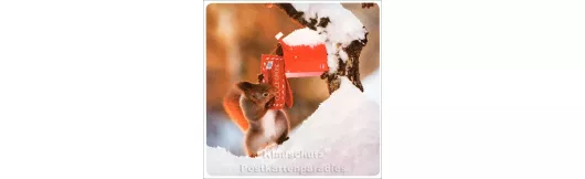 Quadrat Postkarte Weihnachten - Eichhörnchen