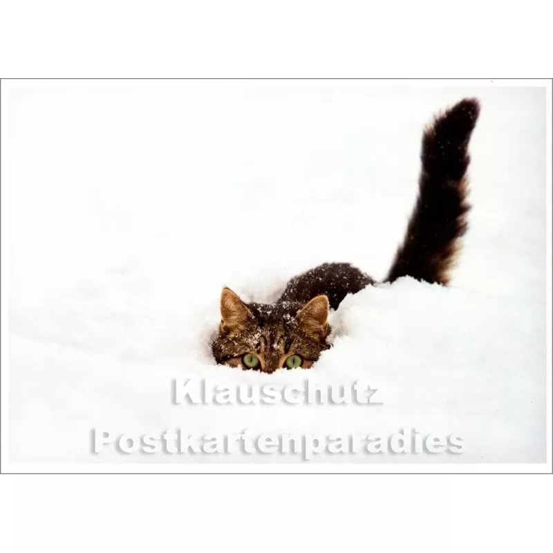 Katze im Schnee - Winter Postkarte