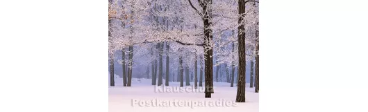 Postkartenbuch Winterwald von Rannenberg & Friends - Postkarte 07