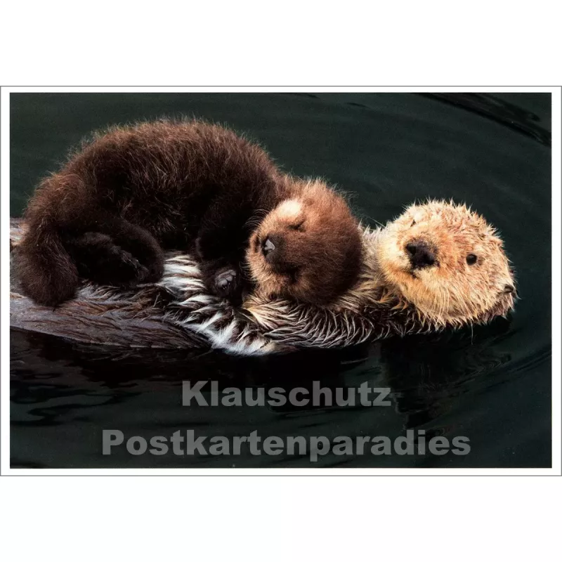 Kuschelzeit - SkoKo Tier Postkarte
