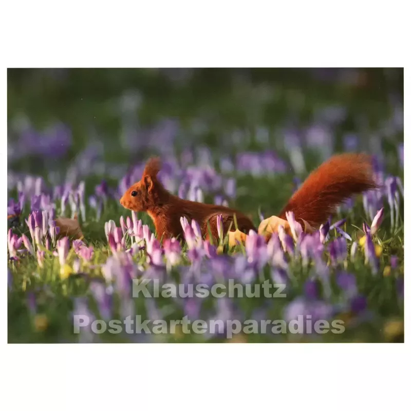 Rannenberg Blumen Postkarte | Eichhörnchen auf Krokuswiese