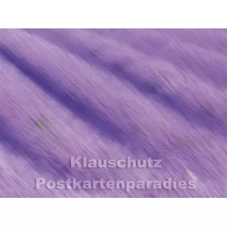Rannenberg und Friends Postkartenbuch | Lavendel