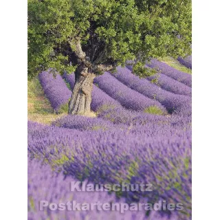 Rannenberg und Friends Postkartenbuch | Lavendel