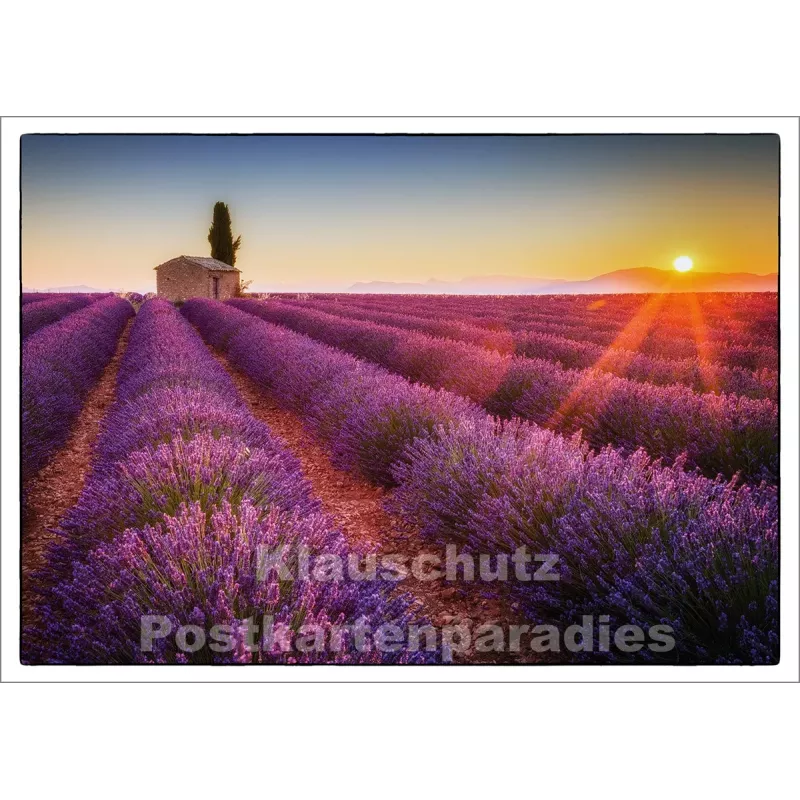 Postkartenparadies Postkarte: Lavendelfeld im Sommer in Frankreich