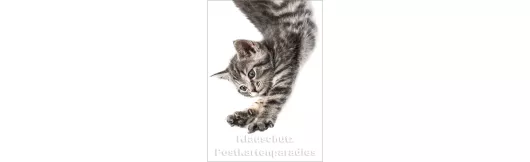 Springende Katze - Postkartenparadies Postkarte