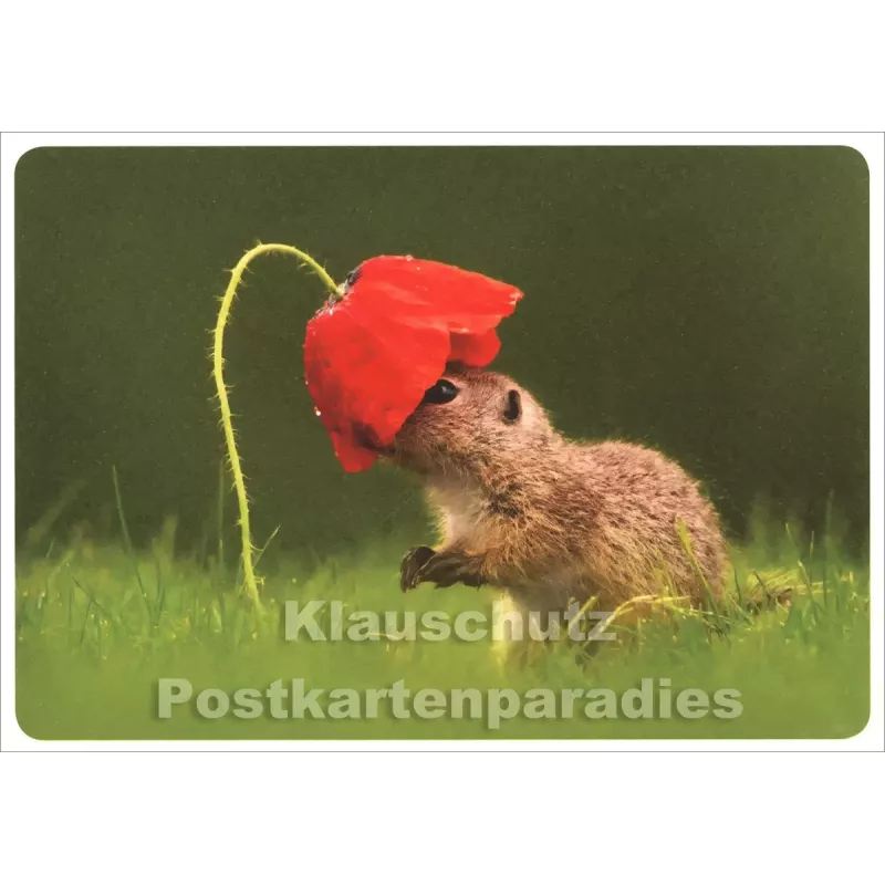 Lustige SkoKo Tier Postkarte | Hut der Saison