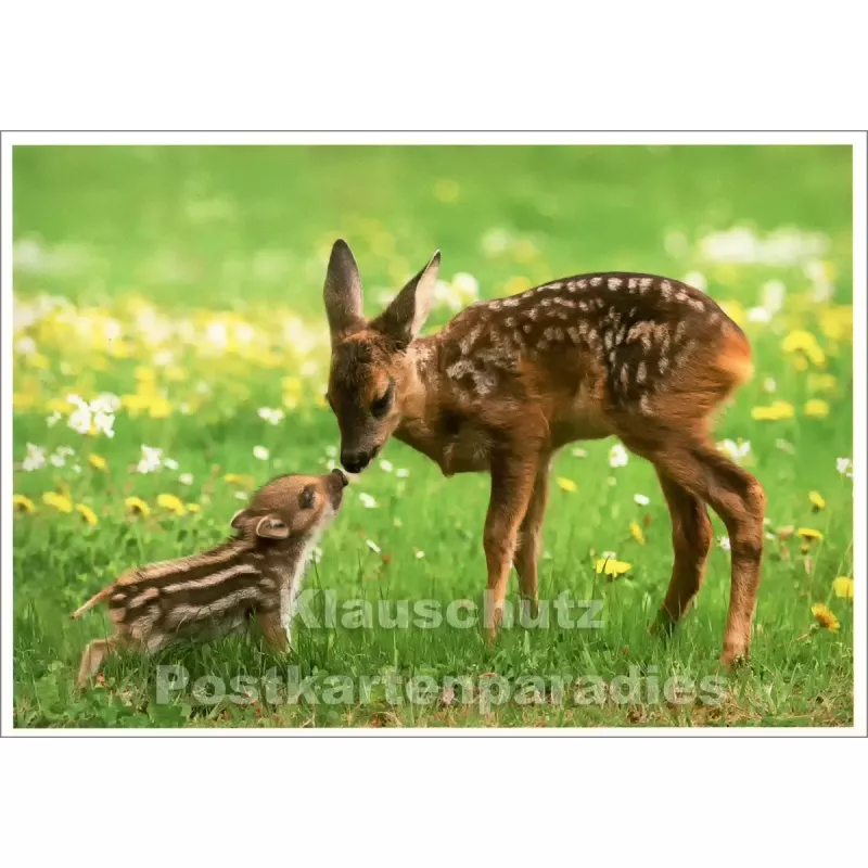 Freundschaft - Reh und junges Wildschwein | SkoKo Tier Postkarte