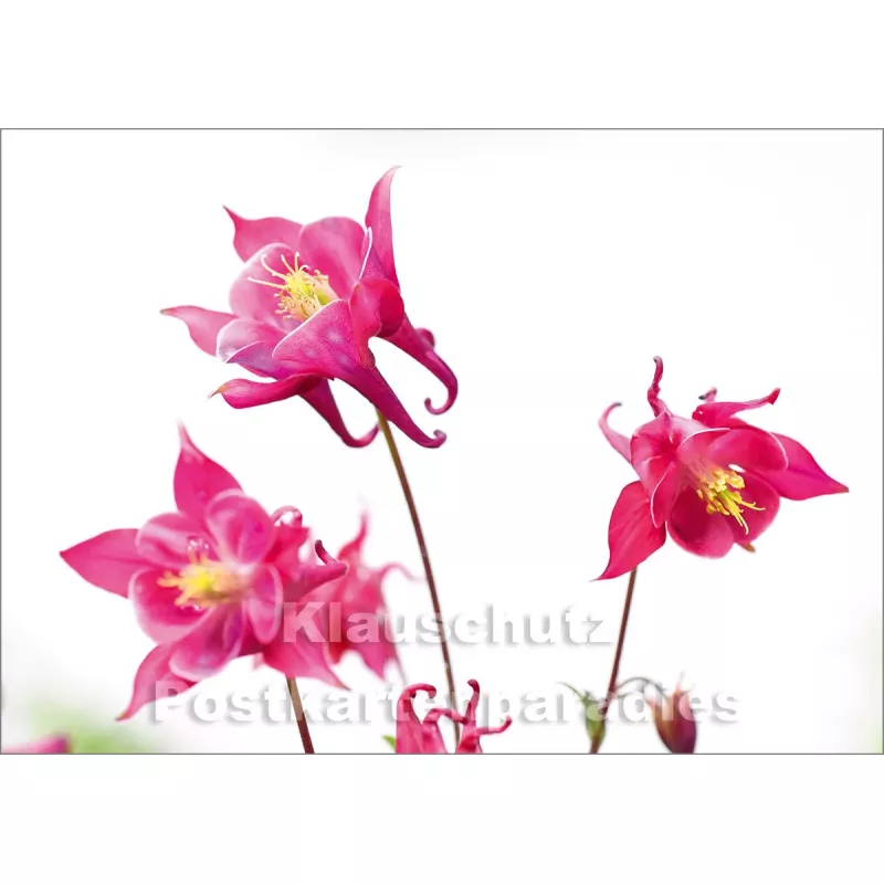 Akelei - Blumen Postkarte vom Postkartenparadies