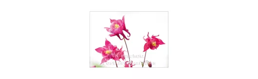 Akelei - Blumen Postkarte