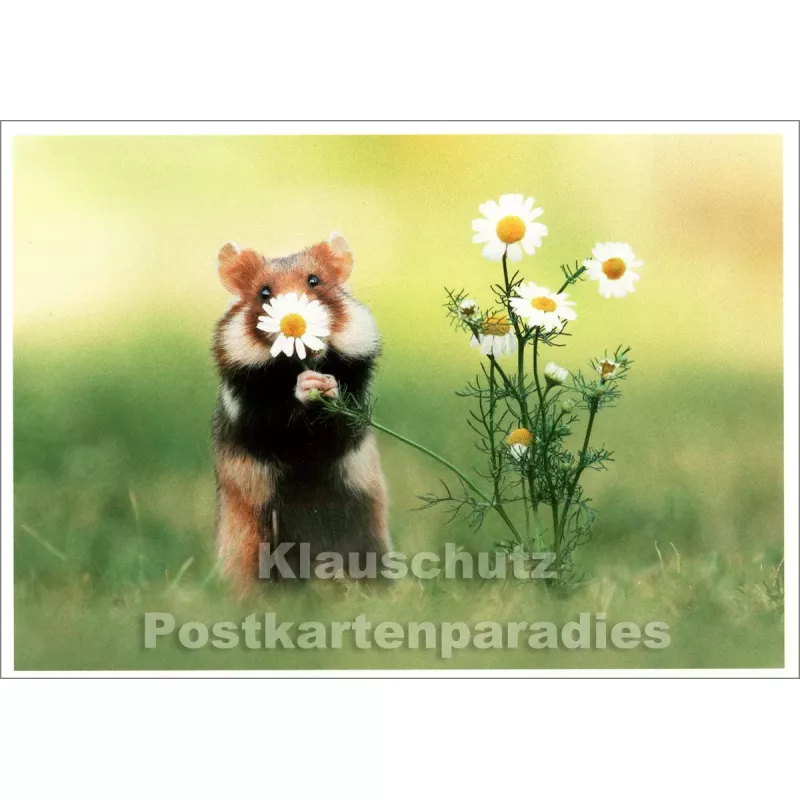 Lustige SkoKo Tier Postkarte | Durch die Blume