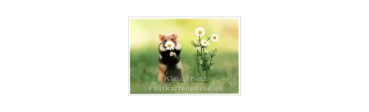 Durch die Blume - SkoKo Tier Postkarte