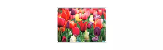 Tulpenfeld - SkoKo Blumen Postkarte