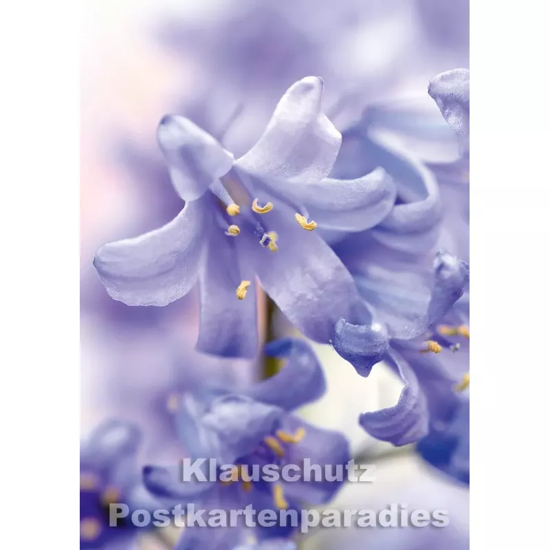 Hasenglöckchen - Blumen Postkarte vom Postkartenparadies