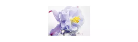 Akelei Blüte - Blumen Postkarte
