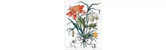 Maria Sibylla Merian | Neues Blumenbuch | Kunstkarte
