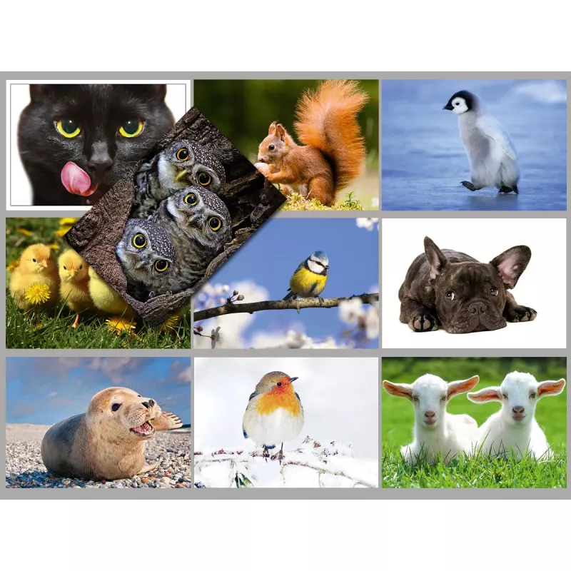 Postkarten Sparset vom Postkartenparadies mit 10 Karten - Tiere 1