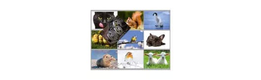 Sparset Tiere 1 | 10 Postkarten