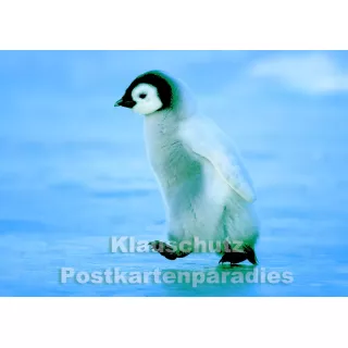 Postkarten Sparset vom Postkartenparadies mit 10 Karten - kleiner Pinguin