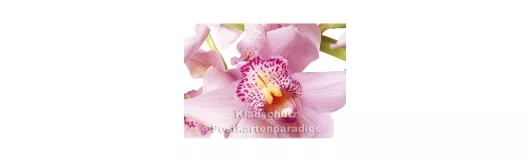 Postkarten Sparset vom Postkartenparadies mit 10 Karten - Orchidee