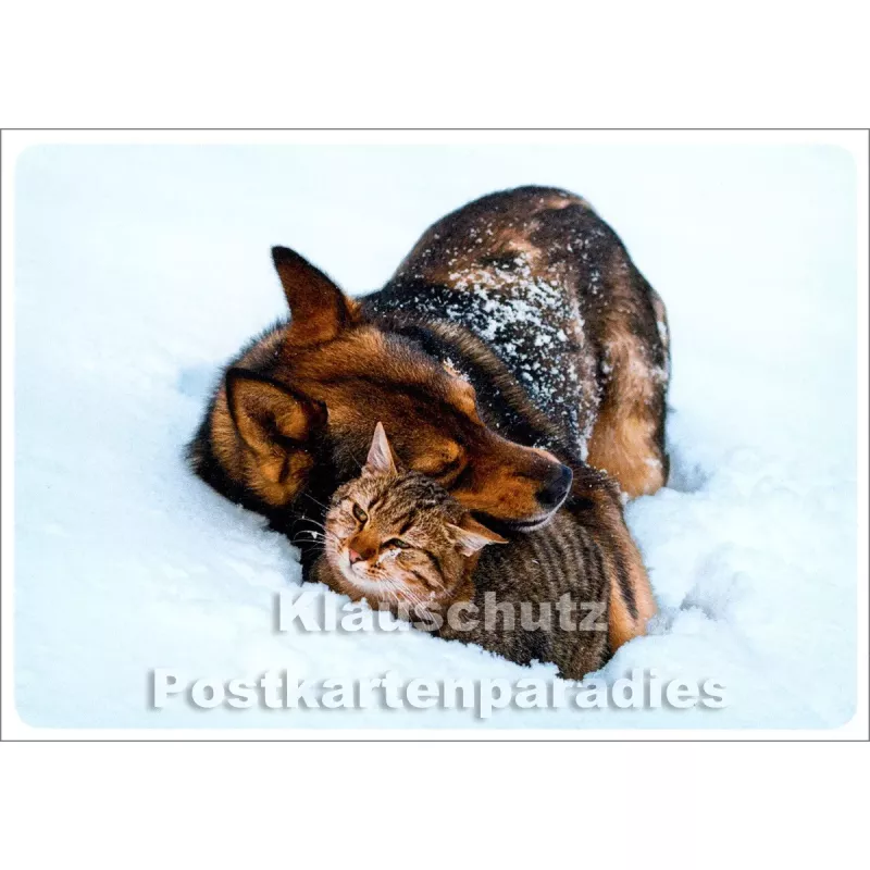 Katze und Hund im Schnee - SkoKo Winter Weihnachtskarte