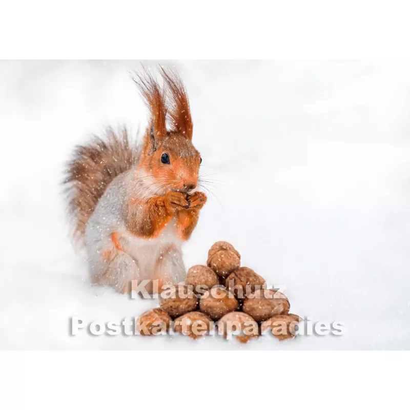 Postkartenparadies Winter Postkarte: Eichhörnchen mit Nüssen im Schnee