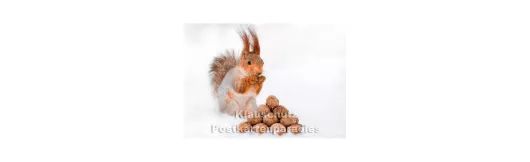 Eichhörnchen mit Nüssen | Winter Fotokarte