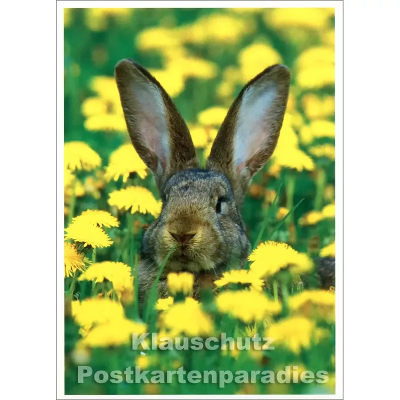 Osterhase im Löwenzahnfeld - Foto Postkarte Ostern
