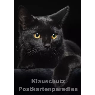 Postkartenparadies Foto Postkarte: schwarze Katze
