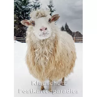 Postkartenparadies Winter Postkarte: Schaf im Schnee