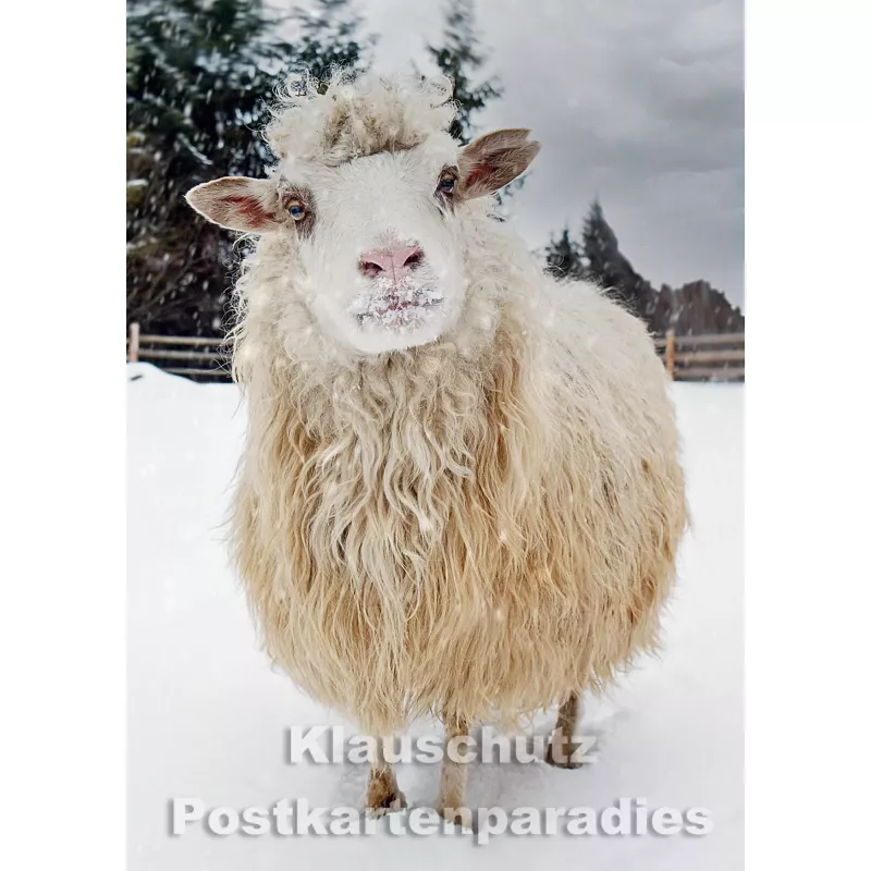 Postkartenparadies Winter Postkarte: Schaf im Schnee