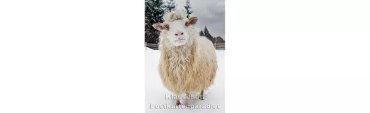 Schaf im Schnee | Winter Fotokarte