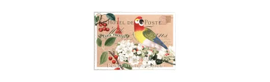 Papagei - Edition Tausendschön Postkarte