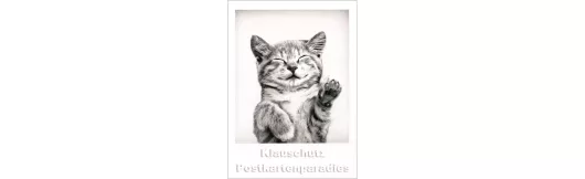 Kätzchen | Sofortbild-Postkarte
